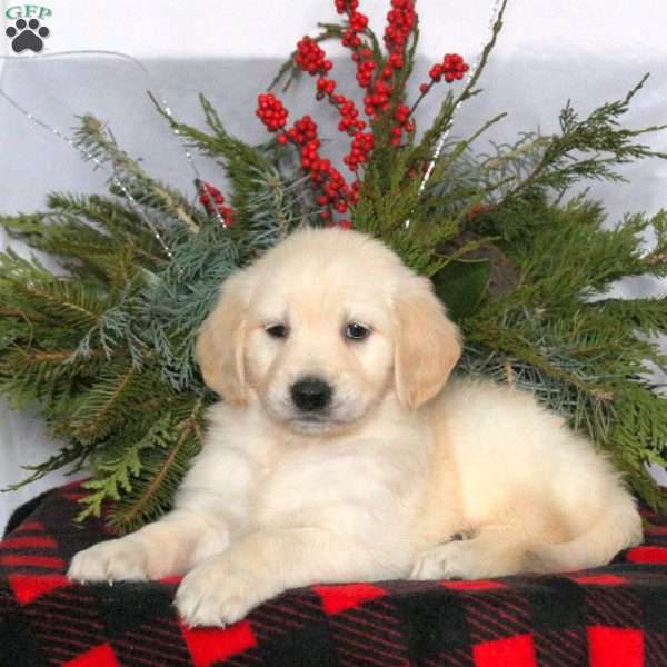 Nala, Golden Retriever Puppy