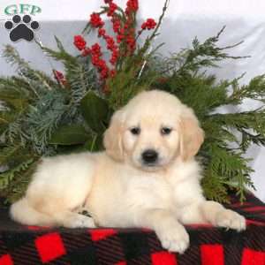 Nala, Golden Retriever Puppy