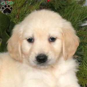 Nala, Golden Retriever Puppy