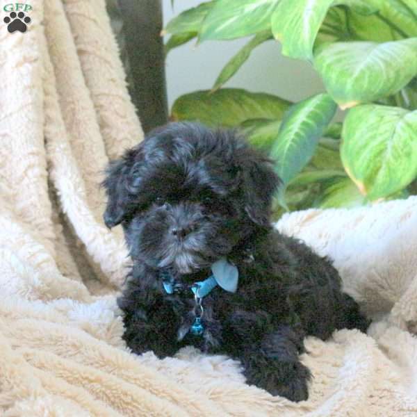 Nash, Shih-Poo Puppy