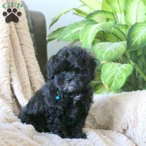 Nash, Shih-Poo Puppy