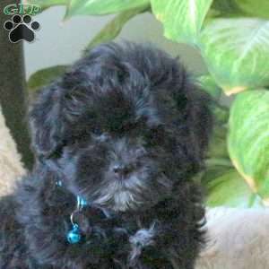Nash, Shih-Poo Puppy