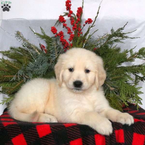 Nashville, Golden Retriever Puppy