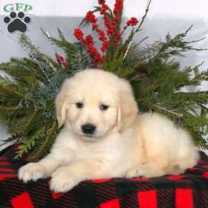 Nashville, Golden Retriever Puppy