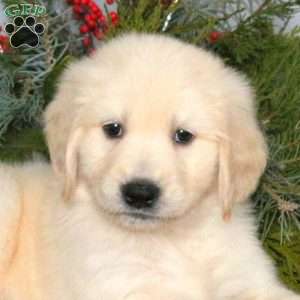 Nashville, Golden Retriever Puppy