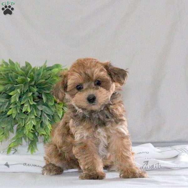 Nellie, Havapoo Puppy