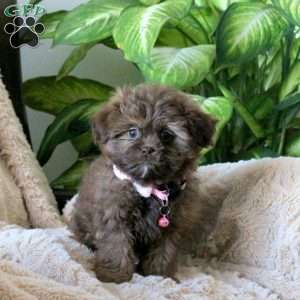 Nellie, Shih-Poo Puppy