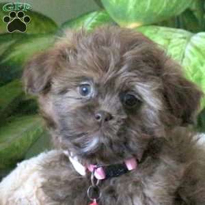 Nellie, Shih-Poo Puppy