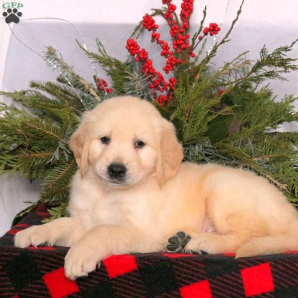 Nelson, Golden Retriever Puppy