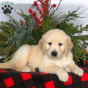 Nelson, Golden Retriever Puppy