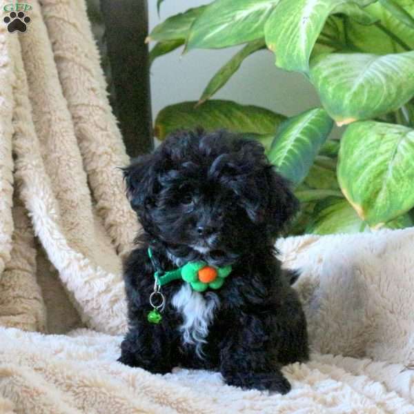 Neo, Shih-Poo Puppy