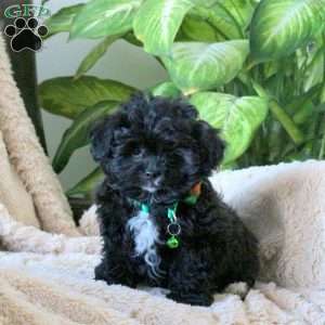 Neo, Shih-Poo Puppy