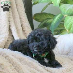 Neo, Shih-Poo Puppy