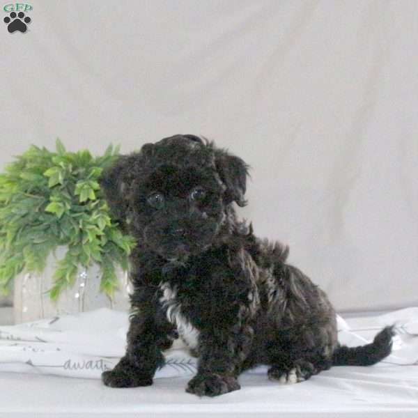 Nessa, Havapoo Puppy