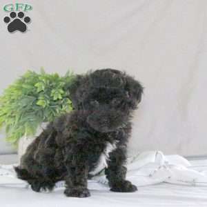 Nessa, Havapoo Puppy