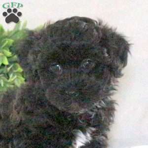 Nessa, Havapoo Puppy