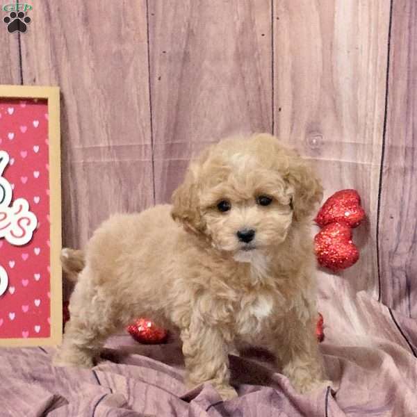 Nestle, Bich-Poo Puppy