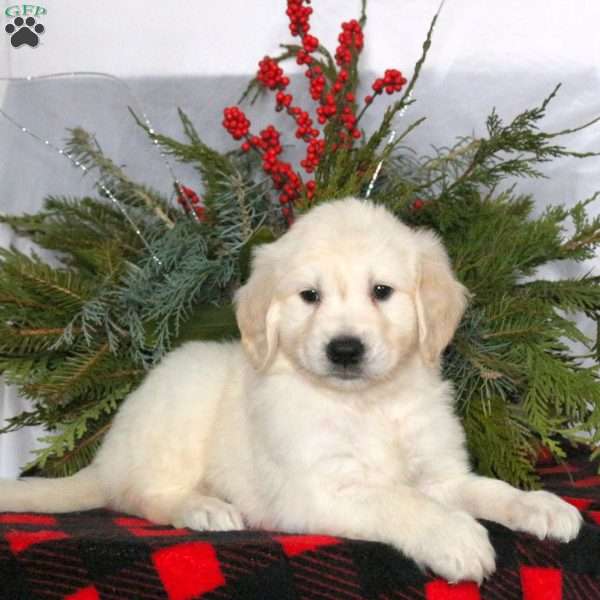 Newton, Golden Retriever Puppy