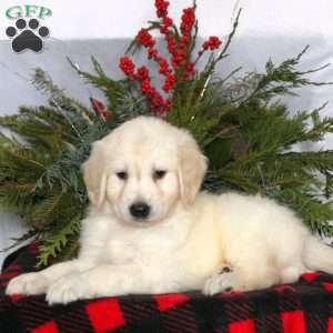 Newton, Golden Retriever Puppy