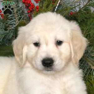 Newton, Golden Retriever Puppy