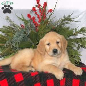 Nicole, Golden Retriever Puppy