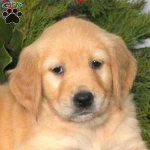 Nicole, Golden Retriever Puppy