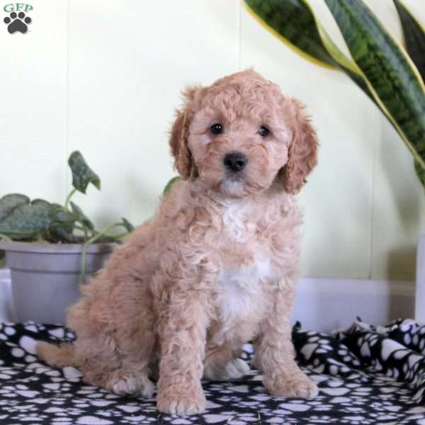 Nina, Mini Labradoodle Puppy