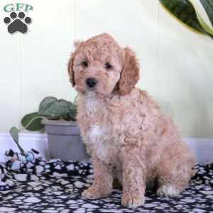 Nina, Mini Labradoodle Puppy