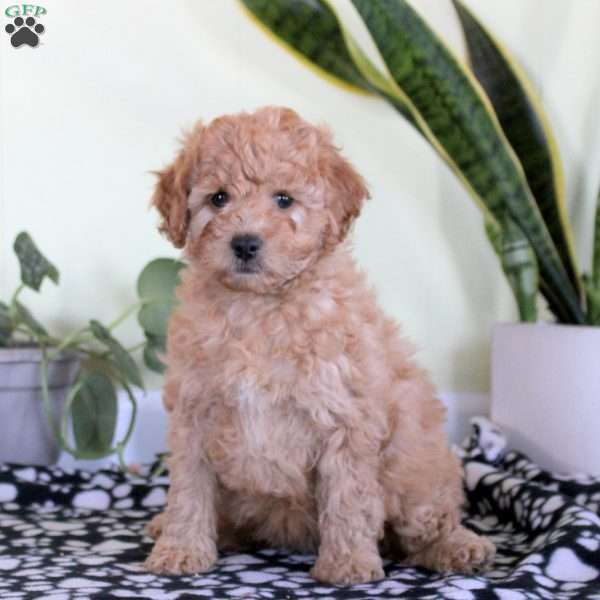 Noelle, Mini Labradoodle Puppy