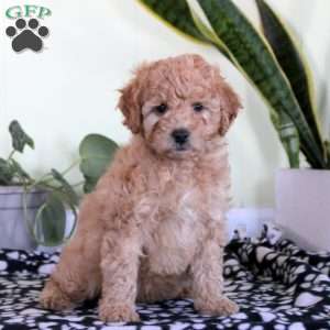 Noelle, Mini Labradoodle Puppy