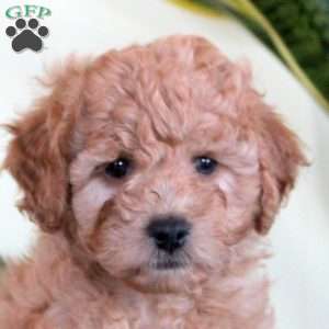 Noelle, Mini Labradoodle Puppy