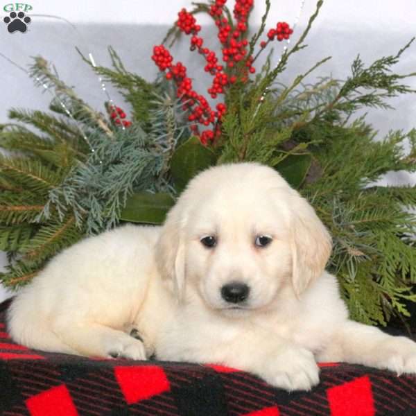 Nolan, Golden Retriever Puppy