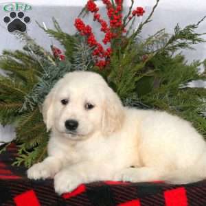 Nolan, Golden Retriever Puppy