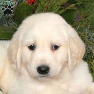 Nolan, Golden Retriever Puppy