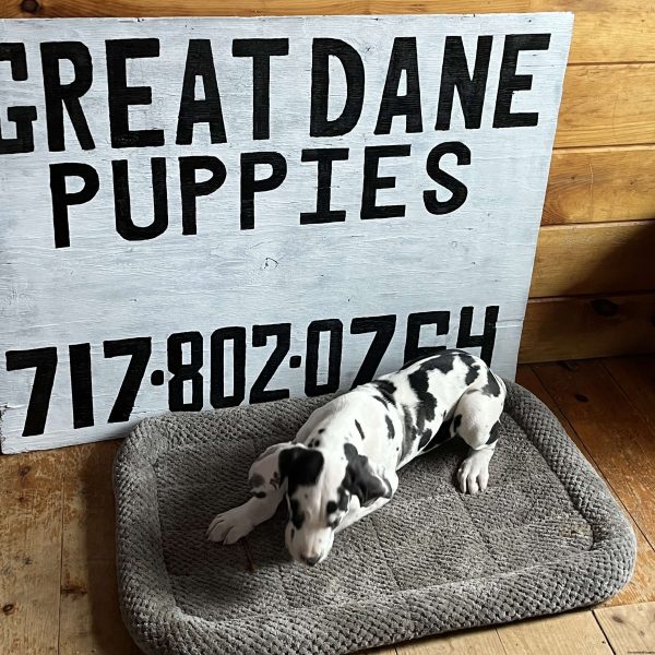 Noodle, Great Dane Puppy