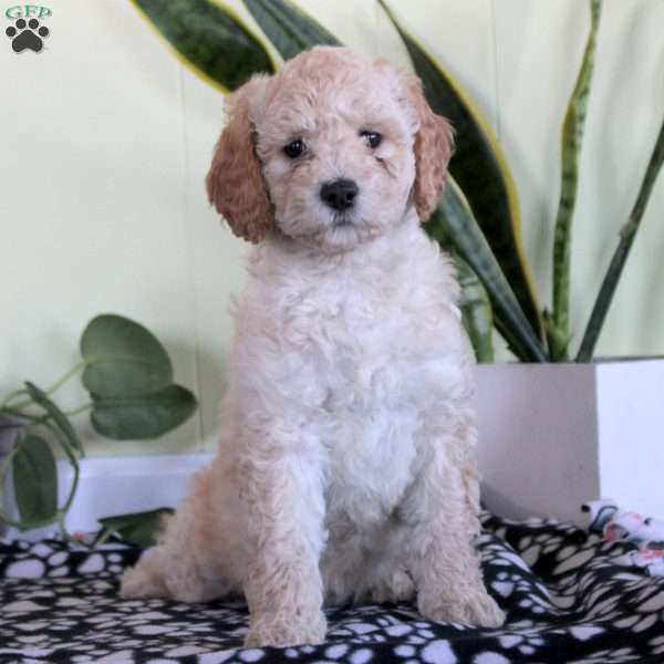 Nora, Mini Labradoodle Puppy