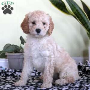 Nora, Mini Labradoodle Puppy