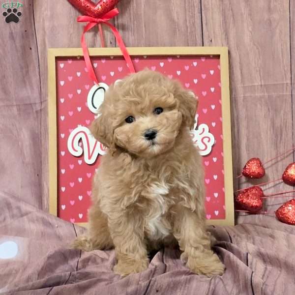 Nougat, Bich-Poo Puppy