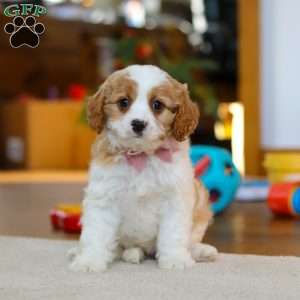 Nova, Cavapoo Puppy