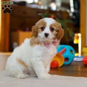 Nova, Cavapoo Puppy