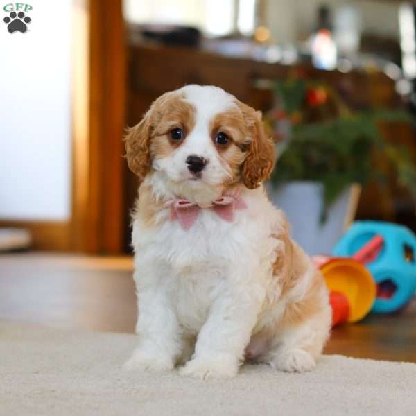 Nova, Cavapoo Puppy