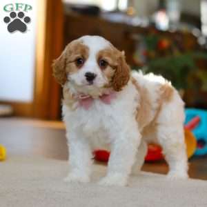 Nova, Cavapoo Puppy