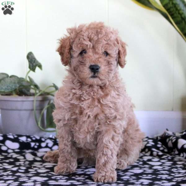 Nova, Mini Labradoodle Puppy
