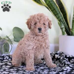 Nova, Mini Labradoodle Puppy