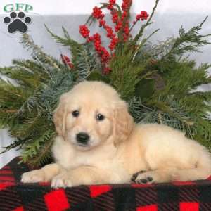 Nova, Golden Retriever Puppy