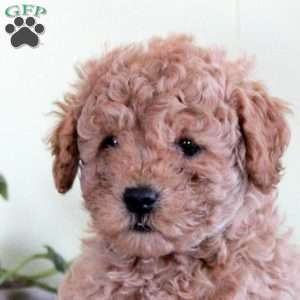 Nova, Mini Labradoodle Puppy