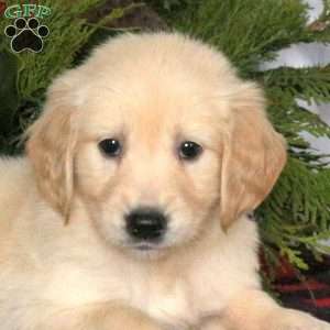 Nova, Golden Retriever Puppy