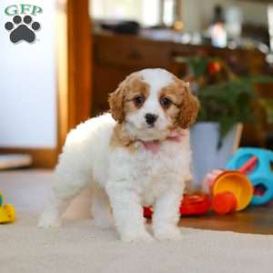Nova, Cavapoo Puppy