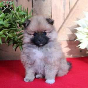 Nutmeg, Pomeranian Puppy