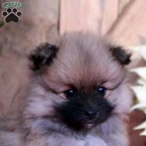Nutmeg, Pomeranian Puppy